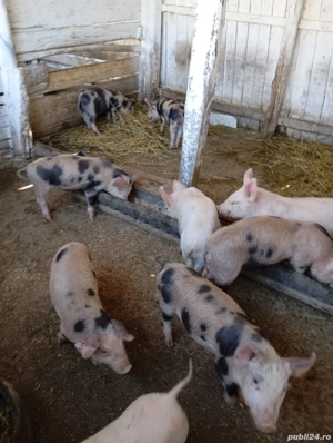 Purcei de vanzare 