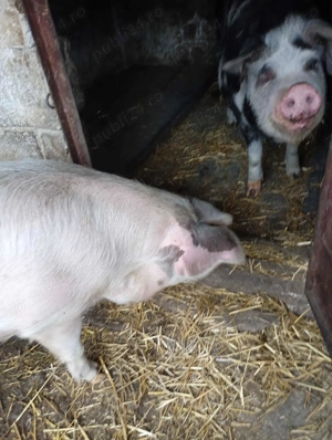 Vand porc pentru Craciun