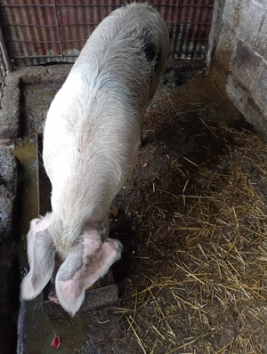 Vand porc pentru Craciun - imagine 2