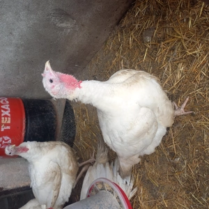 Curcani,curții de vanzare - imagine 2