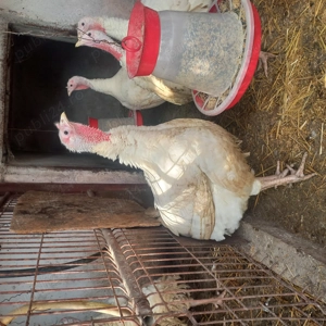 Curcani,curții de vanzare - imagine 3