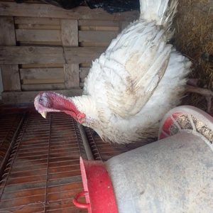 Curcani,curții de vanzare - imagine 5