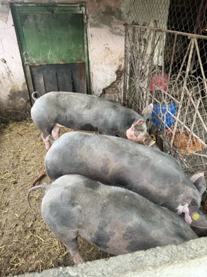 De vanzare 16 lei  - imagine 2