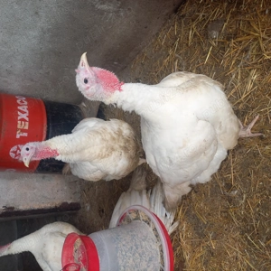 Curcani,curții de vanzare - imagine 4