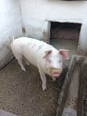 Vând Marele Alb crescut Natural!