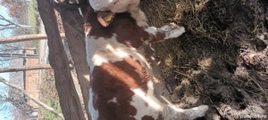 Vând 2 vițeii BR, foarte frumoși 