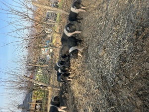 De vanzare purcei de bazna  - imagine 2