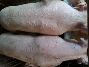 Porci de vanzare - imagine 3