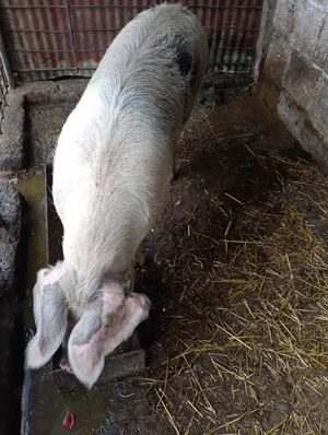 Vand porc pentru sarbatori - imagine 2