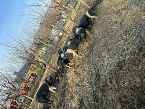 De vanzare purcei de bazna  - imagine 4