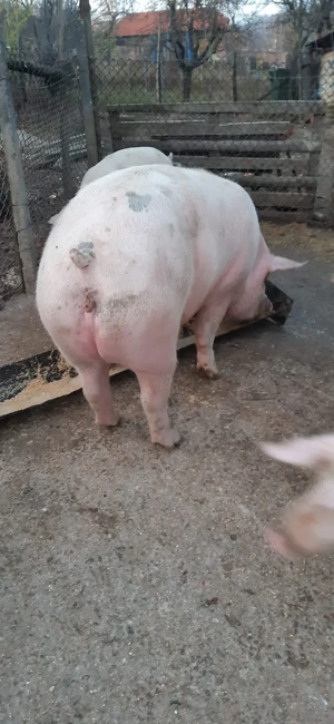 Porc (purcea )de vânzare ! - imagine 2