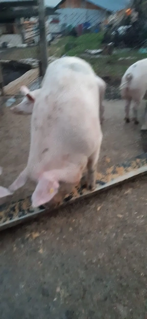 Porc (purcea )de vânzare ! - imagine 4