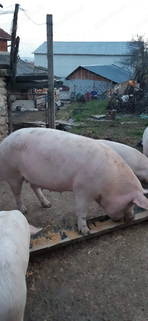 Porc (purcea )de vânzare ! - imagine 3