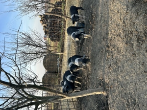 De vanzare purcei de bazna  - imagine 3