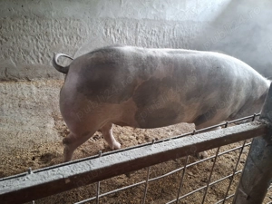 Porc mare pana în 500kg - imagine 2