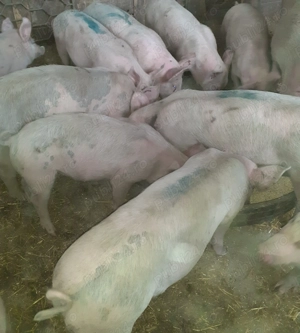 Vând porci 50kg -80kg - imagine 2