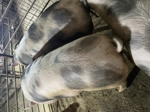 Porci crescuti de tara Ilfov Copaceni - imagine 3