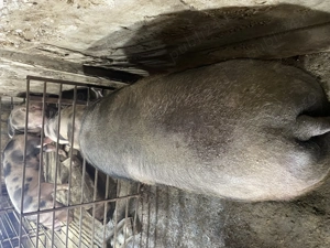 Porci crescuti de tara Ilfov Copaceni - imagine 5