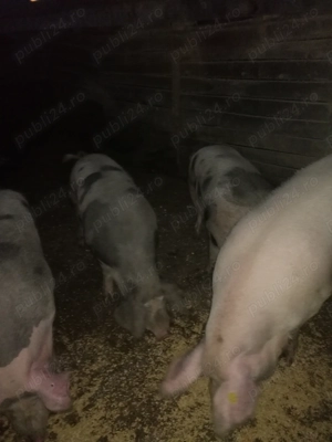 Vind porci crescuți în propria gospodărie 