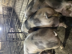 Porci crescuti de tara Ilfov Copaceni - imagine 4