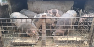 Porci de vanzare - imagine 4