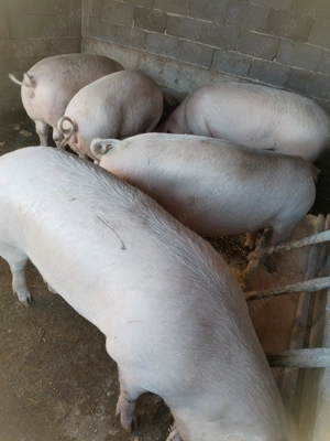 Vând porci grasi - imagine 3