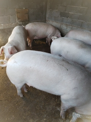 Vând porci grasi - imagine 2