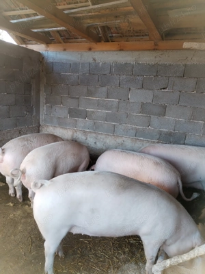 Vând porci grasi - imagine 4