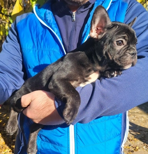 Ne cautam o familie iubitoare.  - imagine 2