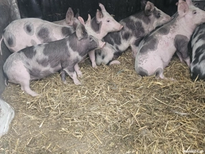 vând 8 purcei de 13 săptămâni rasa petran de carne 5 mascul 3 femele 