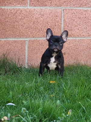 Ne cautam o familie iubitoare. 