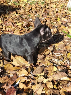 Ne cautam o familie iubitoare.  - imagine 3