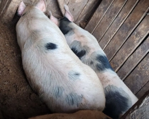 Porci metis Marele Alb   Pietrain pestriț   150 170 kg, crescuți 100% natural - imagine 7