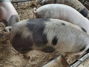 Vând porci de carne 100-150kg - imagine 3