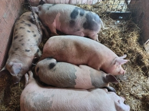 Vând porci de carne 100-150kg - imagine 5