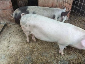 Vând porci de carne 100-150kg - imagine 4