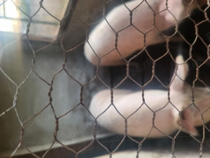 Porci de vanzare - imagine 2