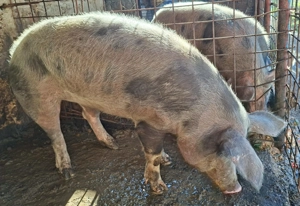 Porci pentru Craciun - imagine 4