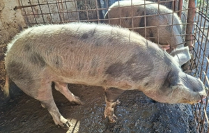 Porci pentru Craciun - imagine 3