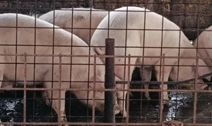 Porci pentru Craciun