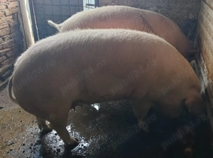 Porci pentru Craciun - imagine 2