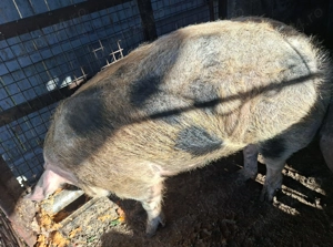 Porci pentru Craciun - imagine 5