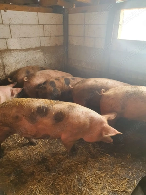 Porci pentru Craciun intre 50   250 kg