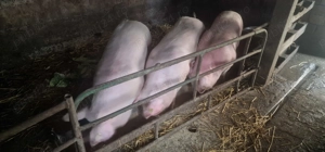 Porci de vanzare in Urziceni 