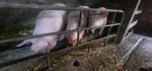 Porci de vanzare in Urziceni  - imagine 3