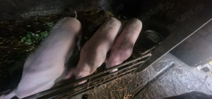 Porci de vanzare in Urziceni  - imagine 2