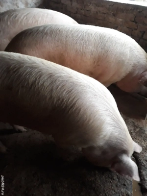 vand porci 180-200 kg - imagine 3