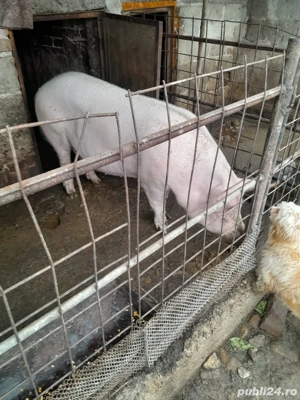 porc de canzare  - imagine 2