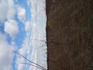 Toaletare pomi fructiferi - imagine 4