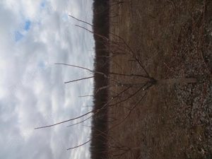 Toaletare pomi fructiferi - imagine 3